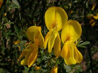 Cytisus scoparius 28, Brem, Saxifraga-Ed Stikvoort