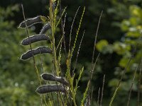 Cytisus scoparius 39, Brem, Saxifraga-Jan van der Straaten