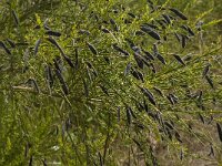 Cytisus scoparius 40, Brem, Saxifraga-Jan van der Straaten