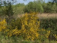 Cytisus scoparius 43, Brem, Saxifraga-Jan van der Straaten