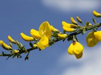 Broom (Cytisus scoparius); flowering twig on blue sky  Broom (Cytisus scoparius); flowering twig on blue sky : , natural, broom, common broom, Cytisus scoparius, flora, floral, flower, flowers, growth, nature, no people, nobody, outdoors, outside, plant, spring, springtime, twig, vascular, yellow, many, twigs, blue sky, blossoming, flowering, in flower, bud, buds, growth
