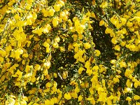 Flowering Broom (Cytisus scoparius)  Flowering Broom (Cytisus scoparius) : , natural, broom, common broom, Cytisus scoparius, flora, floral, flower, flowers, growth, nature, no people, nobody, outdoors, outside, plant, spring, springtime, twig, vascular, yellow, many, twigs, blossoming, flowering, in flower