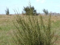 Cytisus scoparius 55, Brem, Saxifraga-Ed Stikvoort