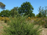 Cytisus scoparius 59, Brem, Saxifraga-Ed Stikvoort