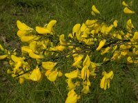 Cytisus scoparius 60, Brem, Saxifraga-Jan van der Straaten