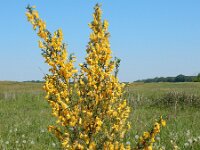 Cytisus scoparius 62, Brem, Saxifraga-Ed Stikvoort