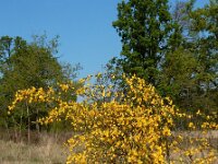 Cytisus scoparius 63, Brem, Saxifraga-Ed Stikvoort