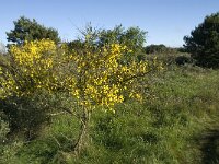 Cytisus scoparius 9, Brem, Saxifraga-Jan van der Straaten