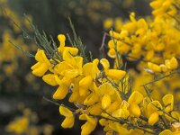 Cytisus striatus