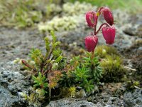 Daboecia azorica 1, Saxifraga-Ed Stikvoort