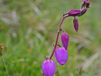 Daboecia cantabrica 1, Saxifraga-Jeroen Willemsen