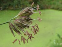 Dactylis glomerata 1, Kropaar, Saxifraga-Jasenka Topic