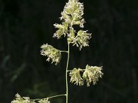 Dactylis glomerata ssp glomerata 12, Gewone kropaar, Saxifraga-Willem van Kruijsbergen