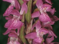 Dactylorhiza elata, Robust Marsh Orchid