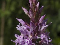 Dactylorhiza fuchsii, Common Spotted-orchid
