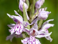 Dactylorhiza fuchsii 7, Bosorchis, Saxifraga-Sonja Bouwman  1013. Bosorchis - Dactylorhiza fuchsii - Orchidaeceae familie (i) Wijlre