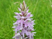 Dactylorhiza fuchsii 52, Bosorchis, Saxifraga-Rutger Barendse
