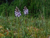 Dactylorhiza fuchsii 64, Bosorchis, Saxifraga-Ed Stikvoort