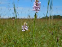 Dactylorhiza fuchsii 73, Bosorchis, Saxifraga-Ed Stikvoort