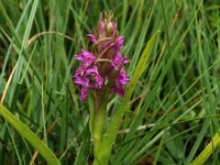 Dactylorhiza incarnata, Early Marsh-orchid