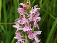 Dactylorhiza incarnata 10, Vleeskleurige orchis, Saxifraga-Hans Dekker