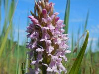 Dactylorhiza incarnata 102, Vleeskleurige orchis, Saxifraga-Ed Stikvoort