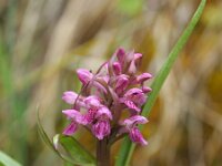 Dactylorhiza incarnata 103, Vleeskleurige orchis, Saxifraga-Hans Dekker