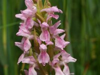 Dactylorhiza incarnata 11, Vleeskleurige orchis, Saxifraga-Hans Dekker