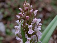 Dactylorhiza incarnata 13, Vleeskleurige orchis, Saxifraga-Willem van Kruijsbergen