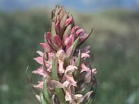 Dactylorhiza incarnata 2, Vleeskleurige orchis, Saxifraga-Hans Dekker