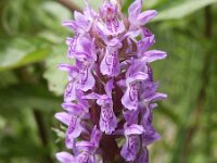 Dactylorhiza incarnata 23, Vleeskleurige orchis, Saxifraga-Jan Willem Jongepier