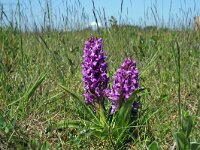 Dactylorhiza incarnata 27, Vleeskleurige orchis, Saxifraga-Jeroen Willemsen