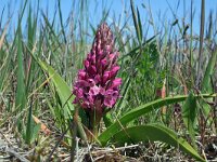 Dactylorhiza incarnata 28, Vleeskleurige orchis, Saxifraga-Jeroen Willemsen