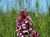 Dactylorhiza incarnata 29, Vleeskleurige orchis, Saxifraga-Jeroen Willemsen