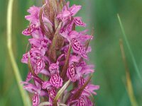 Dactylorhiza incarnata 3, Vleeskleurige orchis, Saxifraga-Hans Dekker