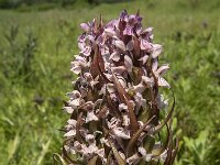 Dactylorhiza incarnata 35, Vleeskleurige orchis, Saxifraga-Jan van der Straaten