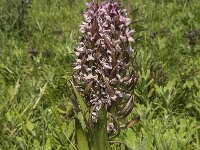 Dactylorhiza incarnata 36, Vleeskleurige orchis, Saxifraga-Jan van der Straaten