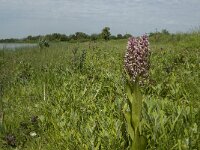 Dactylorhiza incarnata 37, Vleeskleurige orchis, Saxifraga-Jan van der Straaten