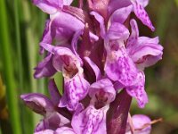 Dactylorhiza incarnata 38, Vleeskleurige orchis, Saxifraga-Hans Dekker