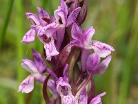 Dactylorhiza incarnata 39, Vleeskleurige orchis, Saxifraga-Hans Dekker