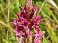 Dactylorhiza incarnata 4, Vleeskleurige orchis, Saxifraga-Hans Dekker