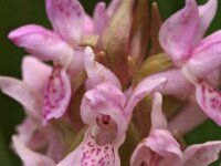 Dactylorhiza incarnata 42, Vleeskleurige orchis, Saxifraga-Hans Dekker