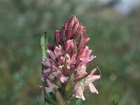 Dactylorhiza incarnata 5, Vleeskleurige orchis, Saxifraga-Hans Dekker