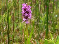 Dactylorhiza incarnata 53, Vleeskleurige orchis, Saxifraga-Hans Dekker