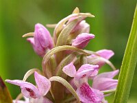 Dactylorhiza incarnata 54, Vleeskleurige orchis, Saxifraga-Hans Dekker