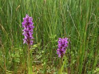 Dactylorhiza incarnata 55, Vleeskleurige orchis, Saxifraga-Hans Dekker