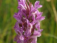 Dactylorhiza incarnata 58, Vleeskleurige orchis, Saxifraga-Hans Dekker