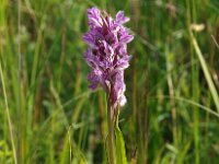 Dactylorhiza incarnata 59, Vleeskleurige orchis, Saxifraga-Hans Dekker