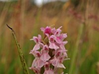 Dactylorhiza incarnata 6, Vleeskleurige orchis, Saxifraga-Hans Dekker