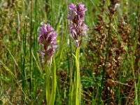 Dactylorhiza incarnata 60, Vleeskleurige orchis, Saxifraga-Hans Dekker